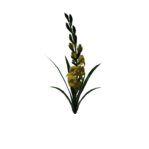 flower gladiolus 5.4